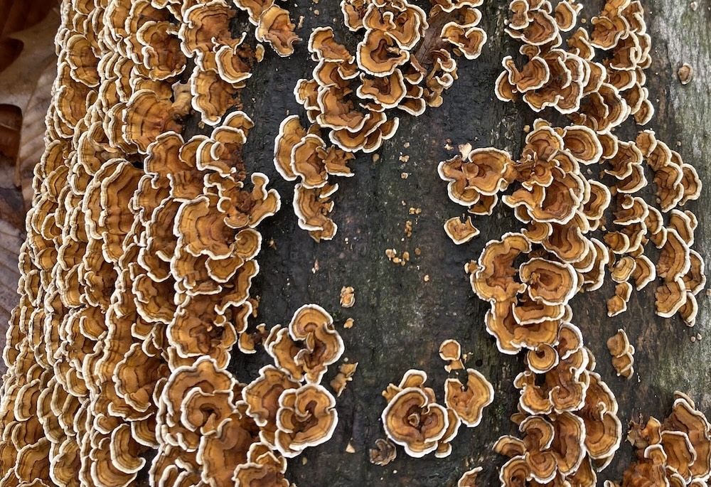 mushroom mushroom